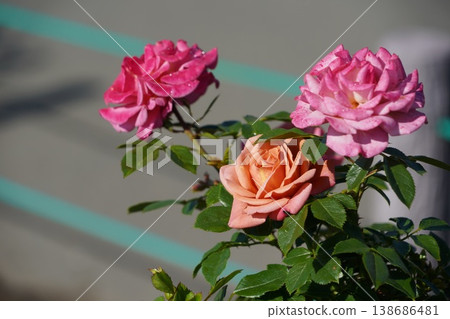 位於長野縣榊町的榊千曲川玫瑰公園，是一座坐落在千曲川岸邊，群山環繞的美麗玫瑰公園。 138686481