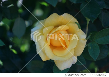 Sakaki Chikuma River Rose Park in Sakaki Town, Nagano Prefecture, is a beautiful rose park located on the banks of the Chikuma River, surrounded by mountains. 138686487