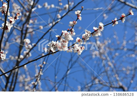 White plum shining in the blue sky White plum shining in the blue sky 138686528