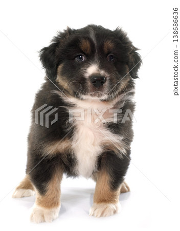 puppy australian shepherd puppy australian shepherd 138686636