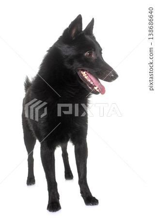 young Schipperke dog young Schipperke dog 138686640