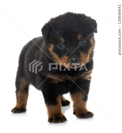 young puppy rottweiler 138686641