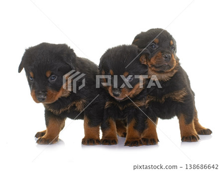 young puppies rottweiler young puppies rottweiler 138686642