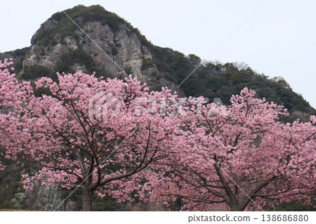靜岡縣城山和城山櫻(河津櫻花) 靜岡縣城山和城山櫻(河津櫻花) 138686880