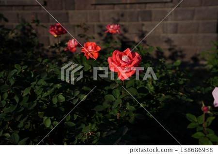 The sacred flame blooming in the garden The sacred flame blooming in the garden 138686938