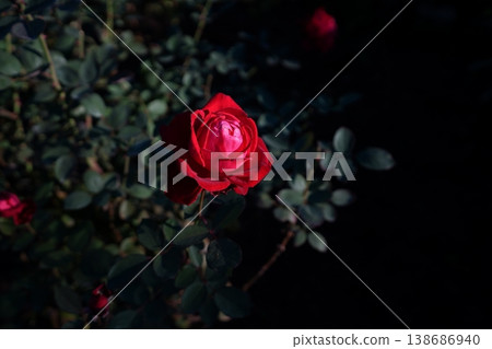 花園裡盛開著優雅的紅玫瑰 138686940