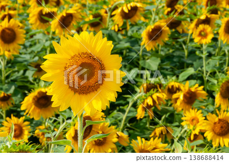 A single sunflower blooming in a field of fully bloomed sunflowers - close-up A single sunflower blooming in a field of fully bloomed sunflowers - close-up 138688414