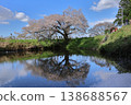"Asai's Single Cherry Tree" in Kurume City, Fukuoka Prefecture 138688567