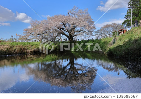 "Asai's Single Cherry Tree" in Kurume City, Fukuoka Prefecture 138688567