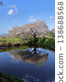"Asai's Single Cherry Tree" in Kurume City, Fukuoka Prefecture 138688568