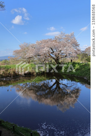 "Asai's Single Cherry Tree" in Kurume City, Fukuoka Prefecture 138688568