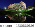 "Illumination of the single cherry tree in Asai" in Kurume City, Fukuoka Prefecture. 138688686