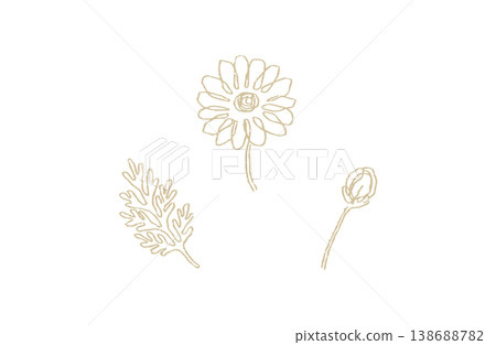 Chamomile Hand-Drawn Botanical Illustration Set (Gold Beige Line Art) Chamomile Hand-Drawn Botanical Illustration Set (Gold Beige Line Art) 138688782