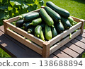 Fresh Zucchini in Wooden Harvest Crate 138688894