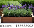 Fresh Lavender Plants in Wooden Planter Box 138688902