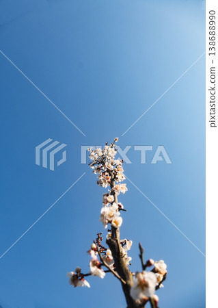 湛藍的天空，潔白的梅花枝筆直向上伸展，盛開著。 138688990