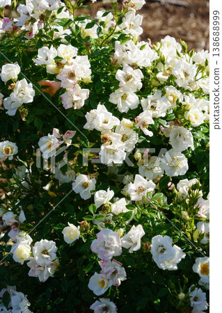Sakaki Chikuma River Rose Park in Sakaki Town, Nagano Prefecture, is a beautiful rose park located on the banks of the Chikuma River, surrounded by mountains. Sakaki Chikuma River Rose Park in Sakaki Town, Nagano Prefecture, is a beautiful rose park located on the banks of the Chikuma River, surrounded by mountains. 138688999
