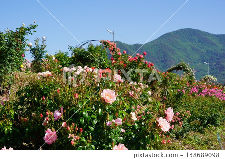 Sakaki Chikuma River Rose Park in Sakaki Town, Nagano Prefecture, is a beautiful rose park located on the banks of the Chikuma River, surrounded by mountains. 138689098