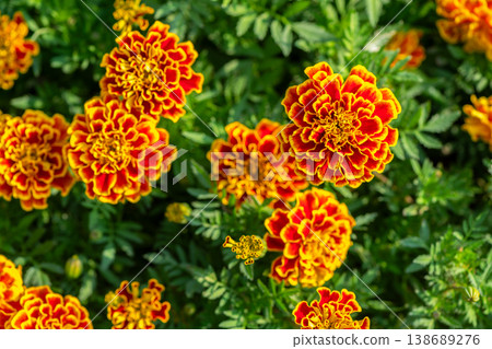 Orange and Yellow Marigold Flowers in Lush Green Garden 138689276