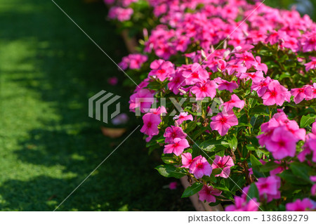 Pink Vinca Flowers Blooming Along Garden Path with Natural Green Background Pink Vinca Flowers Blooming Along Garden Path with Natural Green Background 138689279