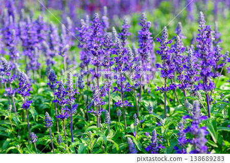 Purple Salvia Flowers Blooming in Garden Field Natural Floral Background Purple Salvia Flowers Blooming in Garden Field Natural Floral Background 138689283
