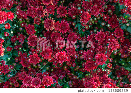 Red Chrysanthemum Flower Cluster Background in Garden Nature Texture 138689289