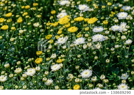 Yellow and White Chrysanthemum Flowers Blooming in Garden Natural Background 138689290