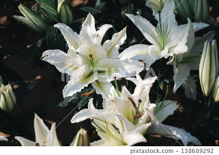 White Lily Flowers Blooming with Water Drops in Natural Garden Light 138689292
