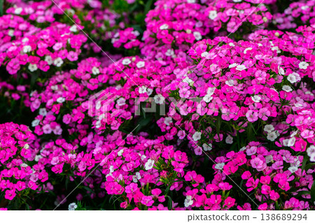 Pink Sweet William Flowers Blooming in Garden Floral Background Pink Sweet William Flowers Blooming in Garden Floral Background 138689294