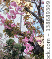 神社境內盛開的重瓣櫻花 138689309