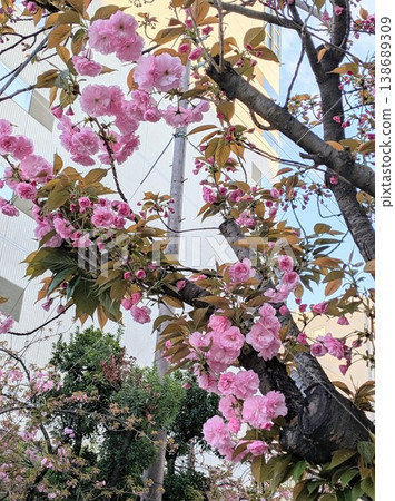 神社境內盛開的重瓣櫻花 神社境內盛開的重瓣櫻花 138689309