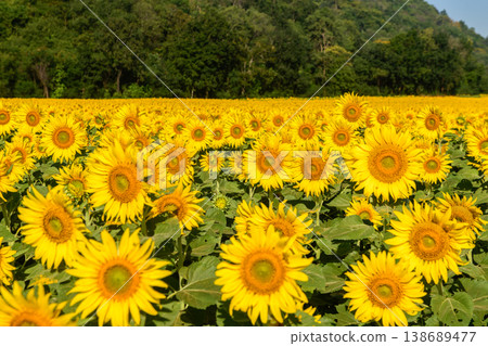 Sunflower Field in Full Bloom with Mountain Background. Summer Nature Landscape Sunflower Field in Full Bloom with Mountain Background. Summer Nature Landscape 138689477