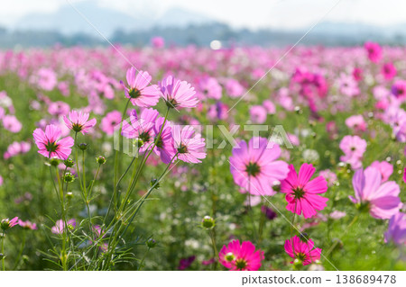 Pink Cosmos Flower Field in Bloom with Soft Mountain Background Pink Cosmos Flower Field in Bloom with Soft Mountain Background 138689478