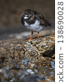 Turnstone walking on sea wall 138690028