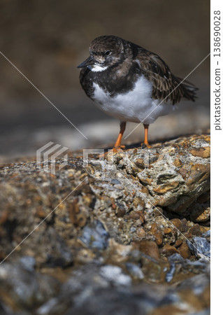 Turnstone walking on sea wall Turnstone walking on sea wall 138690028