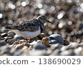 Turnstone searching for food on sunlit pebble beach 138690029