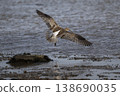 Curlew coming in to land on coastal mudflats 138690035