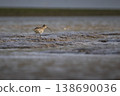 Curlew foraging on mudflats by coast 138690036