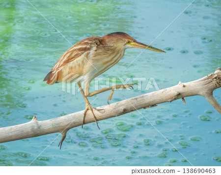 Yellow bittern bird, Botaurus sinensis, walking on a branch, Phuket, Thailand 138690463