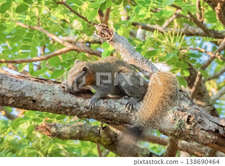Red squirrel, sciurus vulgaris, walking on a tree branch, Phuket, Thailnad 138690464