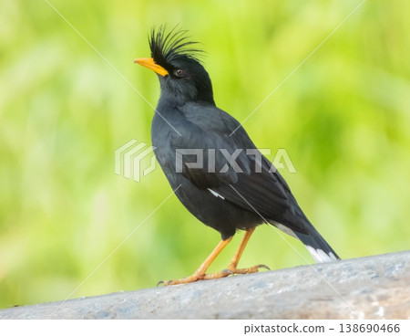 Crested myna or chinese starling bird, Acridotheres cristatellus, walking, Phuket, Thailand 138690466