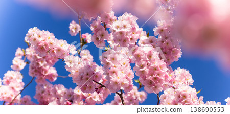 Close-up of blooming cherry blossom branches with soft pink sakura flowers. Bright spring sunlight and clear blue sky create a delicate, fresh and dreamy floral background. 138690553
