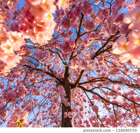 Blooming cherry blossom tree from low angle view. Pink sakura flowers against clear blue sky with sunlight. Vibrant spring nature scene with fresh colors and soft atmosphere. 138690559