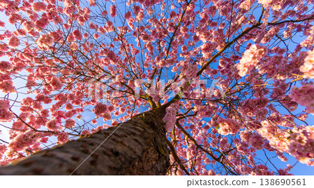 Blooming cherry blossom tree from low angle view. Pink sakura flowers against clear blue sky with sunlight. Vibrant spring nature scene with fresh colors and soft atmosphere. 138690561