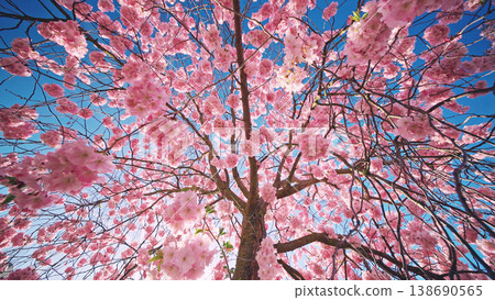 Blooming cherry blossom tree from low angle view. Pink sakura flowers against clear blue sky with sunlight. Vibrant spring nature scene with fresh colors and soft atmosphere. Blooming cherry blossom tree from low angle view. Pink sakura flowers against clear blue sky with sunlight. Vibrant spring nature scene with fresh colors and soft atmosphere. 138690565