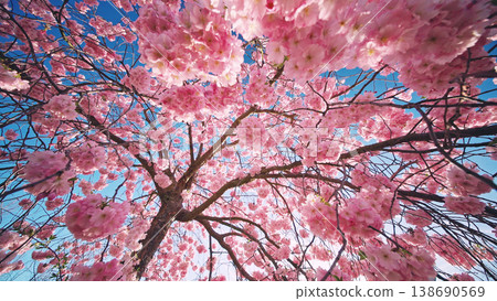 Blooming cherry blossom tree from low angle view. Pink sakura flowers against clear blue sky with sunlight. Vibrant spring nature scene with fresh colors and soft atmosphere. Blooming cherry blossom tree from low angle view. Pink sakura flowers against clear blue sky with sunlight. Vibrant spring nature scene with fresh colors and soft atmosphere. 138690569
