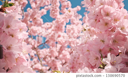 Close-up of blooming cherry blossom branches with soft pink sakura flowers. Bright spring sunlight and clear blue sky create a delicate, fresh and dreamy floral background. Close-up of blooming cherry blossom branches with soft pink sakura flowers. Bright spring sunlight and clear blue sky create a delicate, fresh and dreamy floral background. 138690570