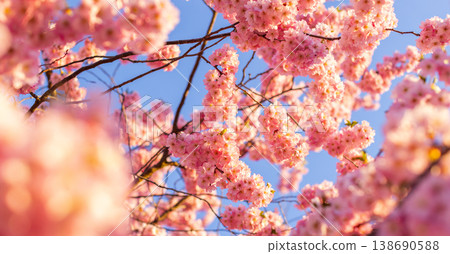 Close-up of blooming cherry blossom branches with soft pink sakura flowers. Bright spring sunlight and clear blue sky create a delicate, fresh and dreamy floral background. Close-up of blooming cherry blossom branches with soft pink sakura flowers. Bright spring sunlight and clear blue sky create a delicate, fresh and dreamy floral background. 138690588