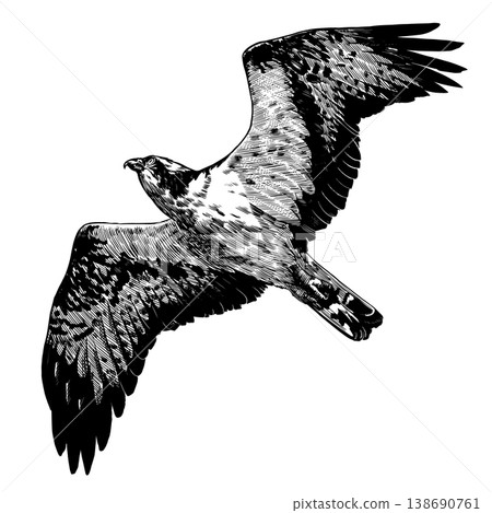 Realistic osprey or fish hawk bird illustration drawing in traditional hand drawn style. Woodcut or 138690761