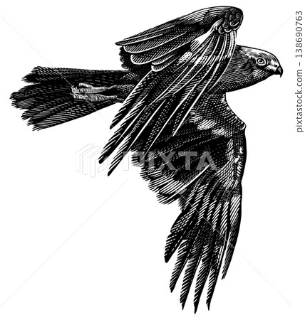 Realistic marsh harrier bird illustration drawing in traditional hand drawn style. Woodcut or Realistic marsh harrier bird illustration drawing in traditional hand drawn style. Woodcut or 138690763